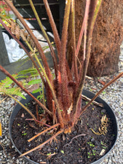 Dicksonia youngiae Plant 1