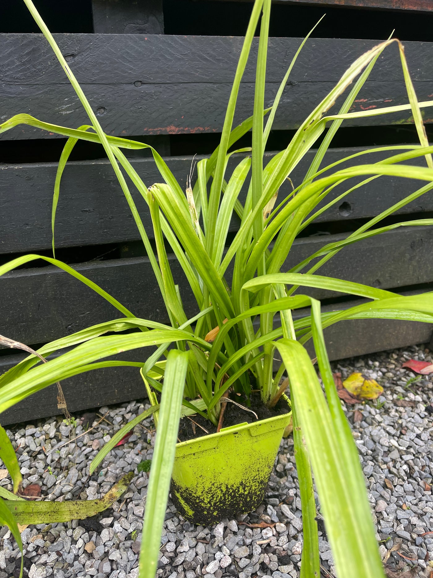 Aspidistra hainanensis 'Jade Ribbons'