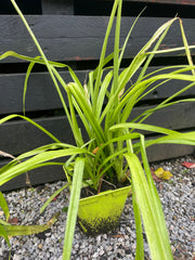 Aspidistra hainanensis 'Jade Ribbons'