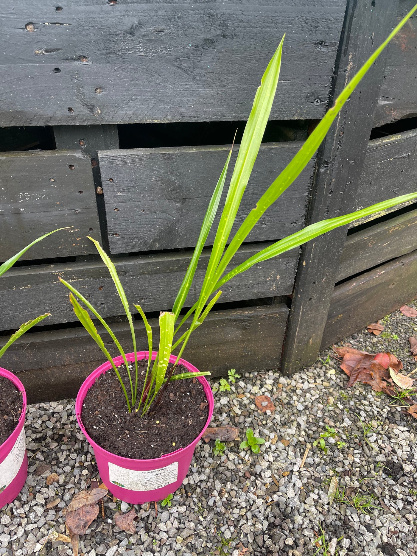 Aspidistra linearifolia 'Leopard'