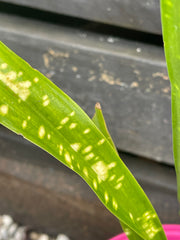 Aspidistra linearifolia 'Leopard'
