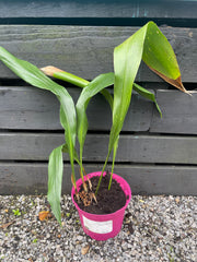 Aspidistra daibuensis 'Taiwan Stars'