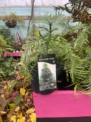 Wollemi pine