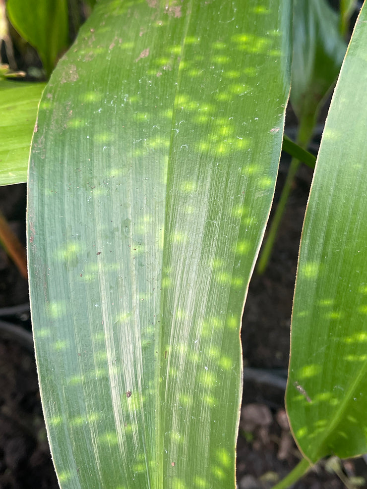 Aspidistra sichuanensis 'Well Spotted'