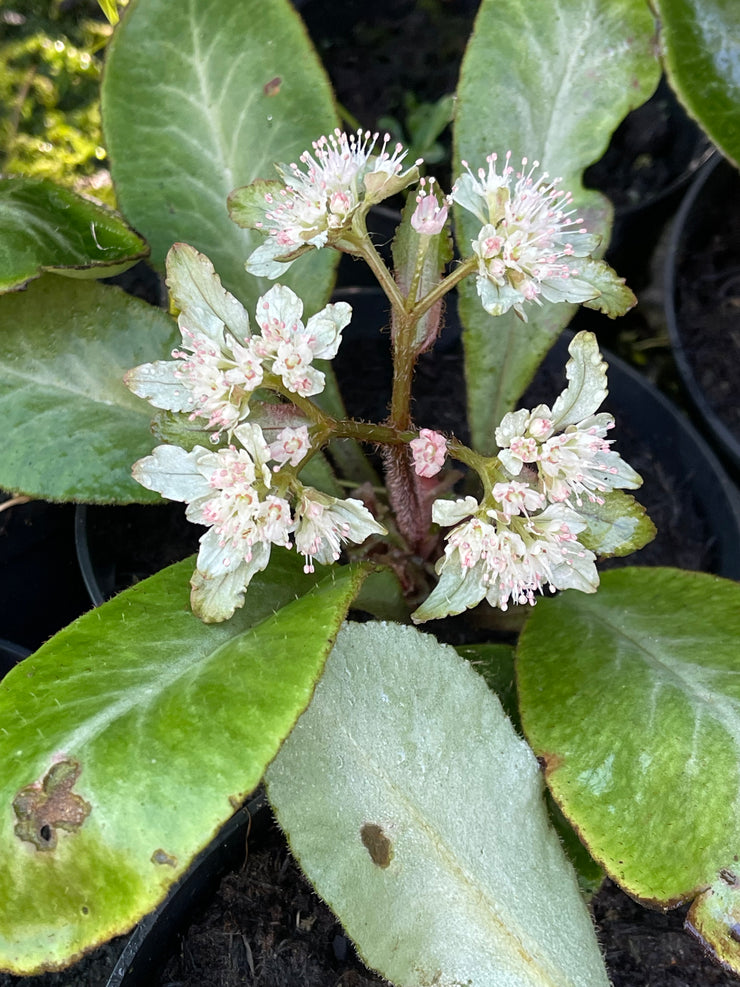 Chrysosplenium macrophyllum