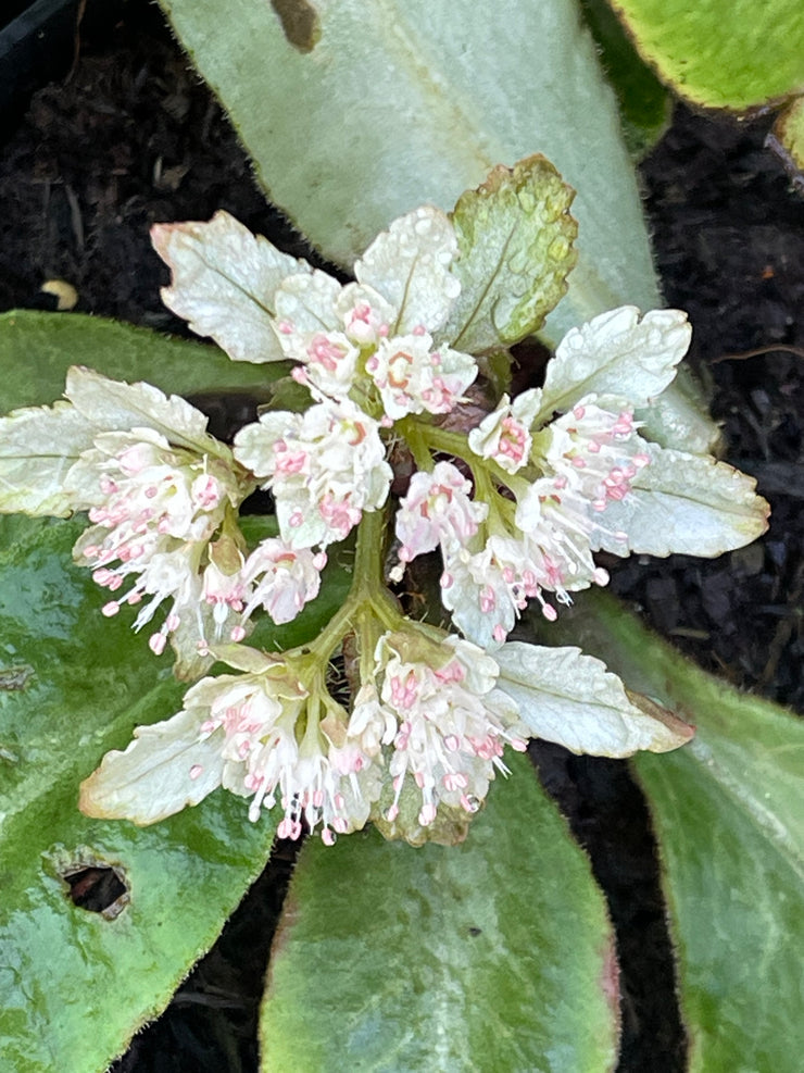 Chrysosplenium macrophyllum