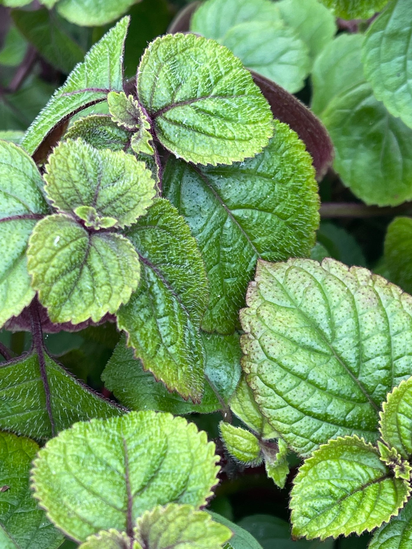 Plectranthus ciliates