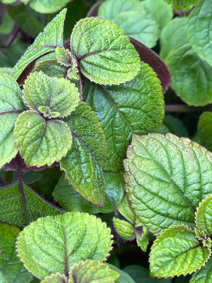 Plectranthus ciliates