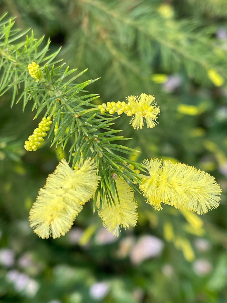 Acacia verticillata riverine form