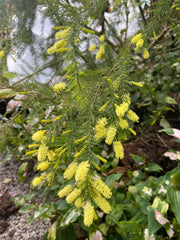 Acacia verticillata riverine form