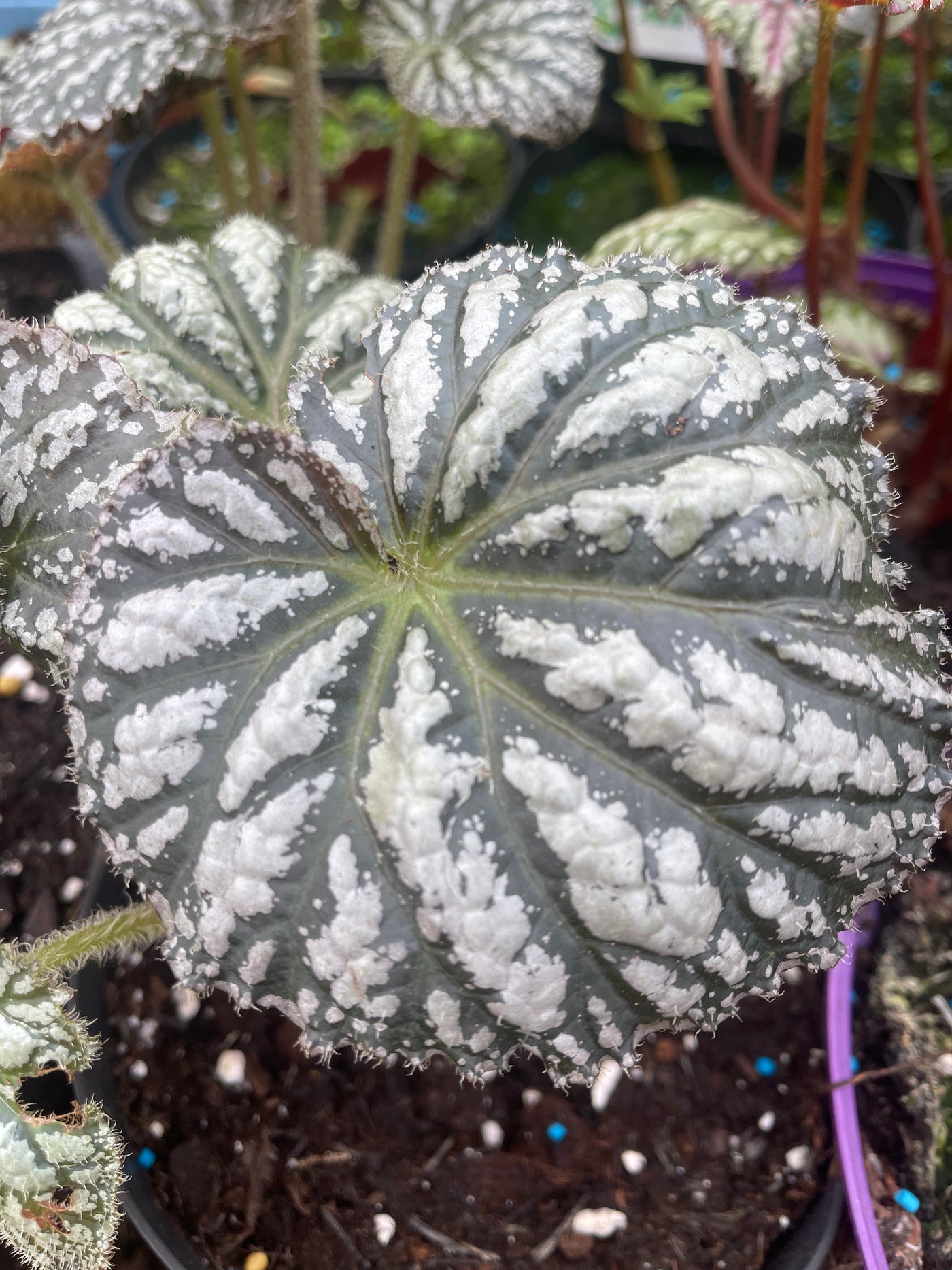 Begonia xanthina ‘marmorea’