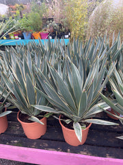 Yucca gloriosa 'Variegata'