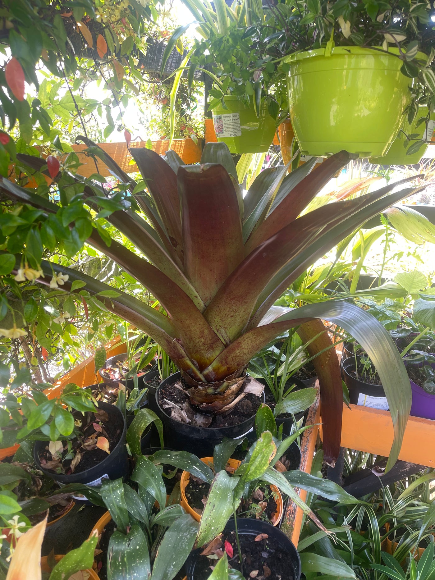 Alcantarea imperialis