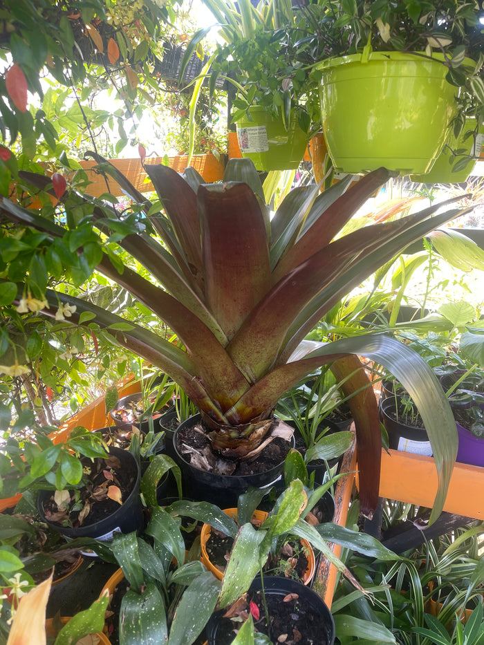 Alcantarea imperialis