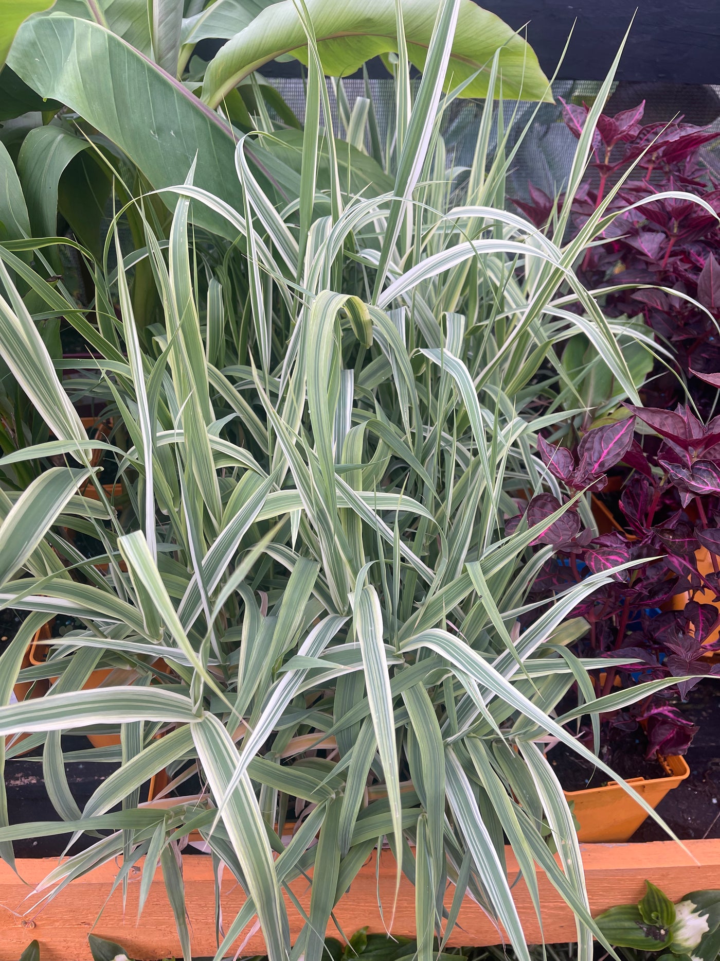 Arundo donax variegata ‘Ely’