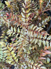 Zanthoxylum piperitum 'Kuro-fune'