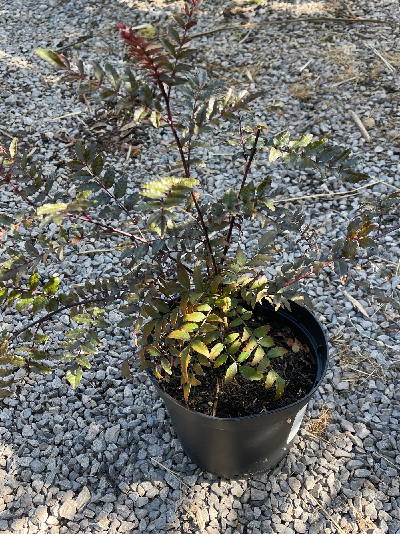 Zanthoxylum piperitum 'Kuro-fune'