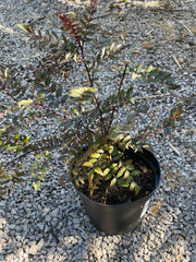 Zanthoxylum piperitum 'Kuro-fune'