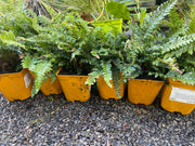 polystichum polyblepharum