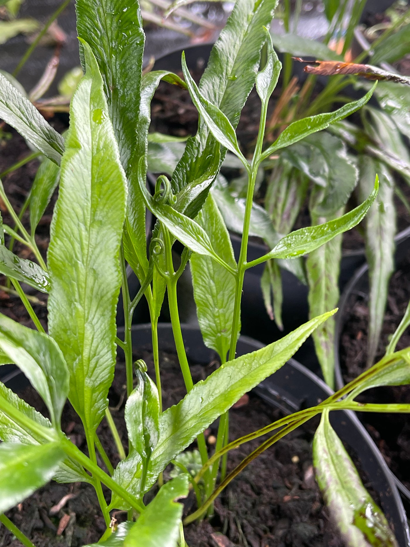 Coniogramme japonica