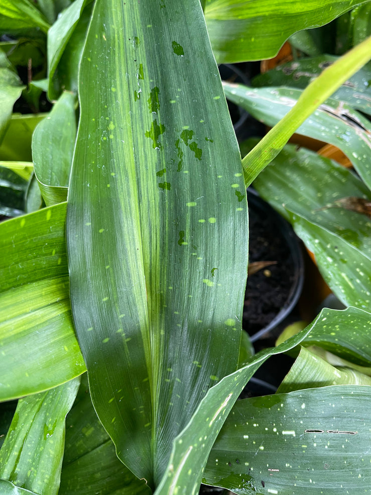 Aspidistra elatior 'Lennon's Song'