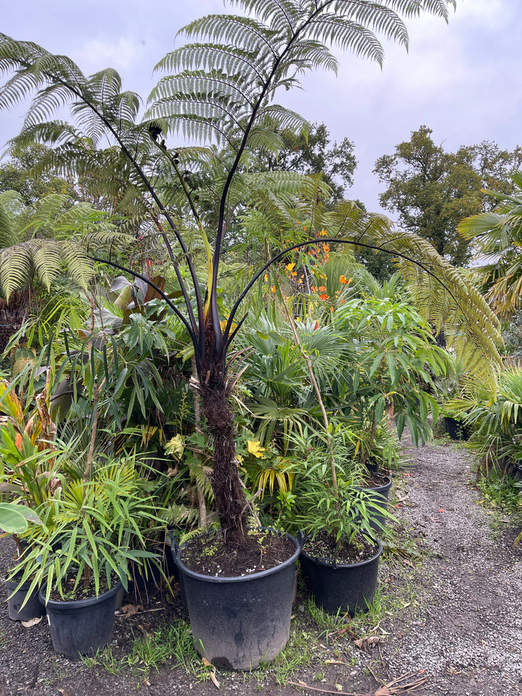 Cyathea medullaris Plant 1