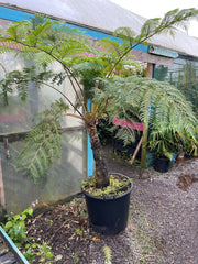 Cyathea cooperi plant 1
