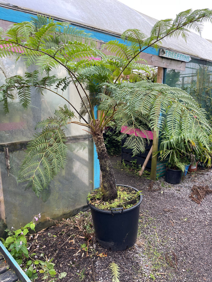 Cyathea cooperi plant 1