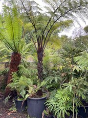 (Copy) Cyathea medullaris Plant 1
