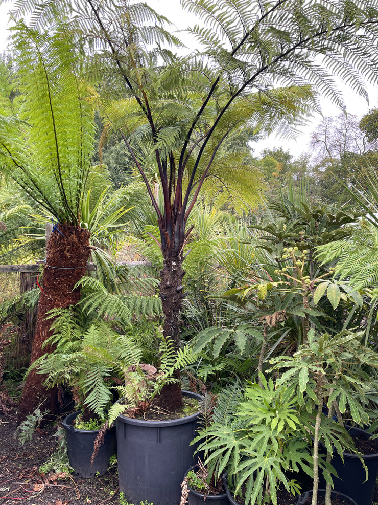 (Copy) Cyathea medullaris Plant 1