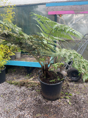 Cyathea dealbata 1