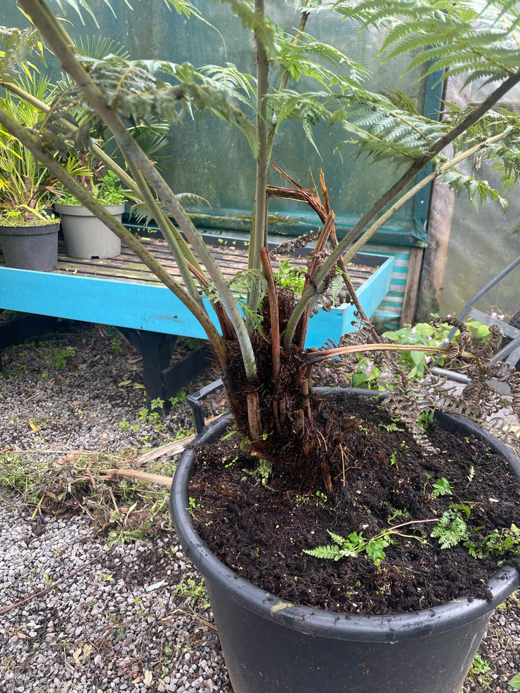 Cyathea dealbata 1