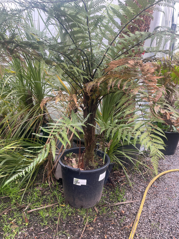 Dicksonia squarrosa Plant 2