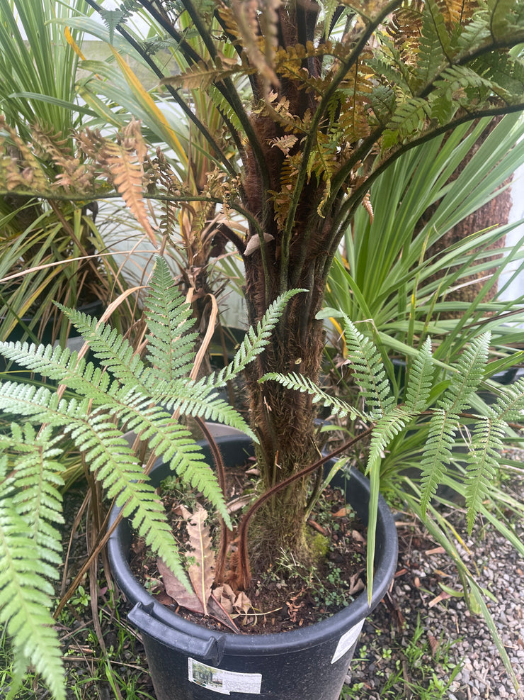 Dicksonia squarrosa Plant 2