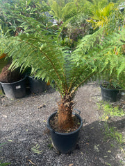 Dicksonia fibrosa plant 1
