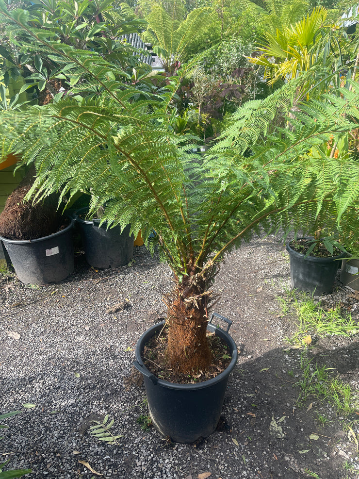 Dicksonia fibrosa plant 1