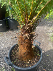 Dicksonia fibrosa plant 1