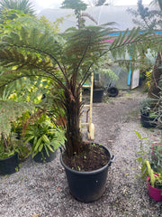 Dicksonia squarrosa Plant 3