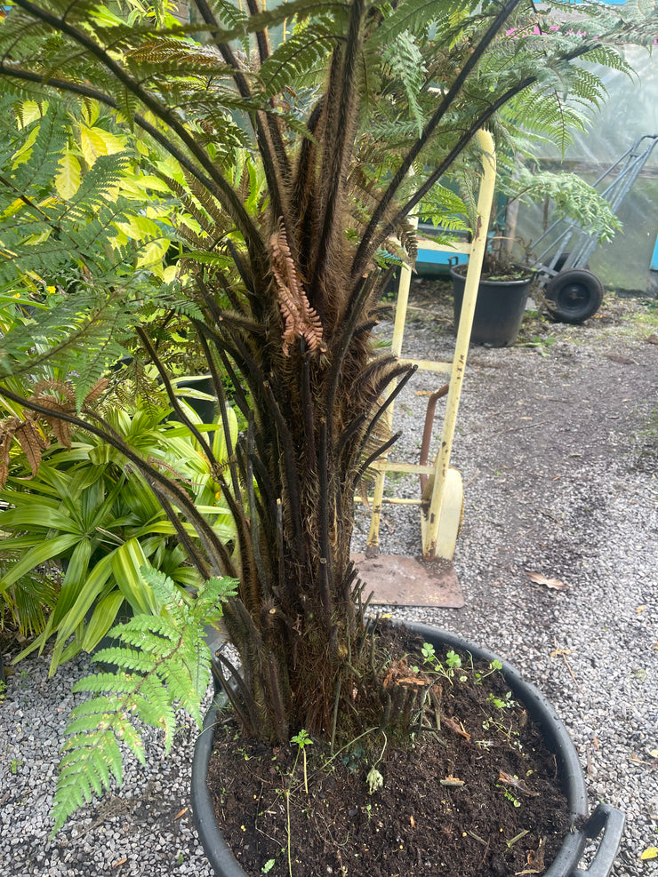 Dicksonia squarrosa Plant 3