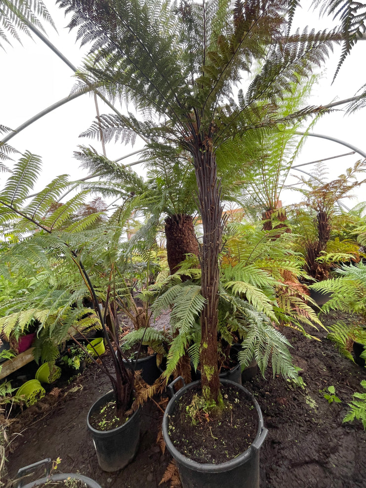 Dicksonia squarrosa Plant 3
