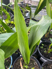 Aspidistra tonkinensis 'Clouded Leopard'