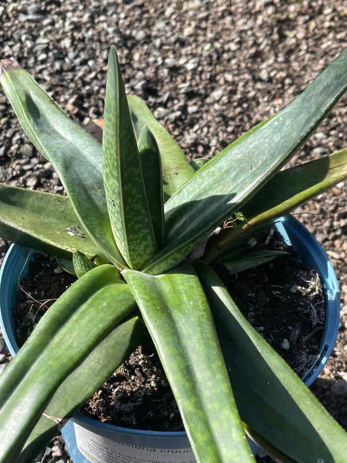 Gasteria croucheri