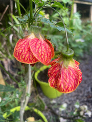 Abutilon ‘Tigers Eye’