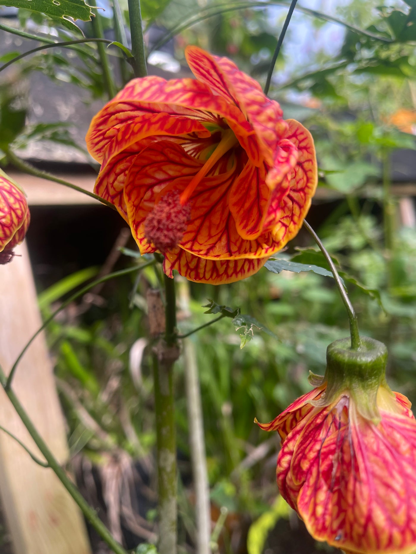 Abutilon ‘Tigers Eye’