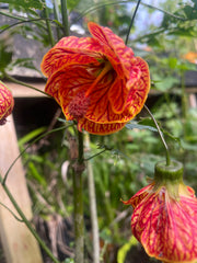 Abutilon ‘Tigers Eye’