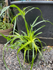 Cyperus papyrus