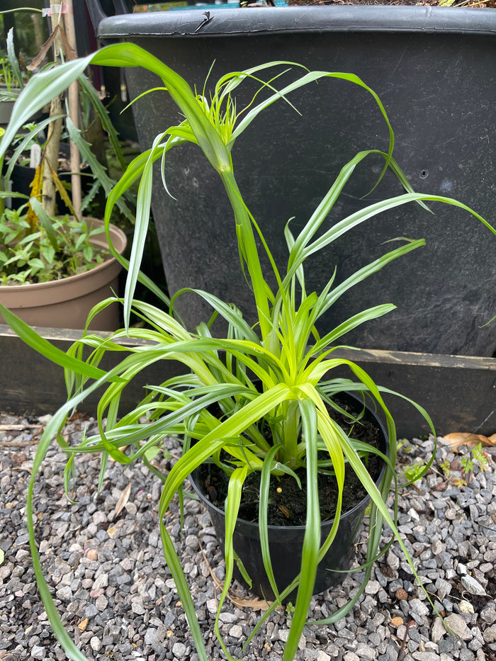 Cyperus papyrus