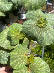 Begonia tapatia