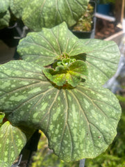 Begonia tapatia