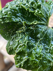 Farfugium japonicum 'Ryuto'